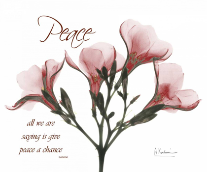Picture of OLEANDER - PEACE