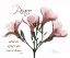 Picture of OLEANDER - PEACE
