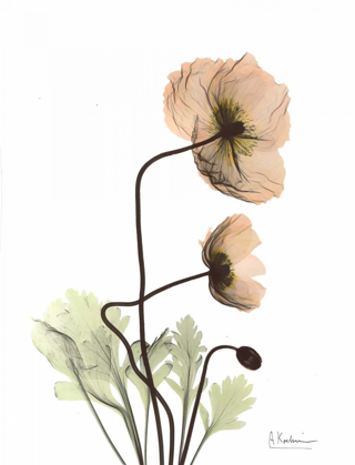 Picture of ICELAND POPPY IN COLOR