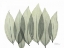 Picture of COCULUS LEAF IN GREEN