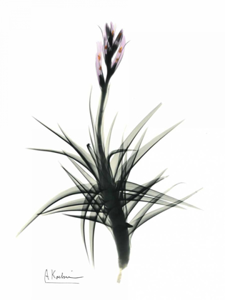 Picture of TILLANDSIA IN BLOOM