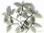 Picture of WANDERING JEW