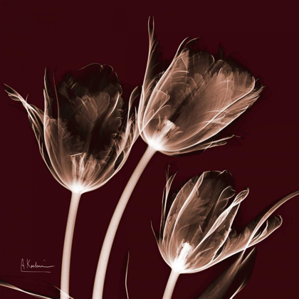 Picture of TABITHA TULIP TRIO