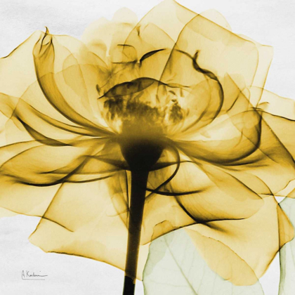 Picture of GOLDEN ROSE