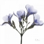 Picture of CROCUSS IN PURPLE