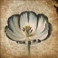 Picture of FLOWER 2