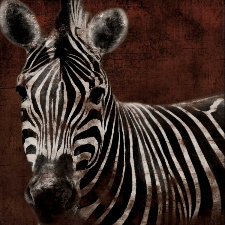 Picture of ZEBRA