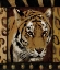 Picture of TIGER BORDERED