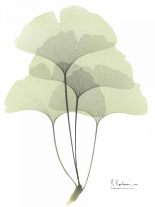 Picture of GINGKO IN PALE GREEN
