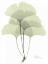 Picture of GINGKO IN PALE GREEN