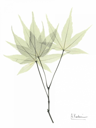 Picture of JAPANESE MAPLE IN PALE GREEN