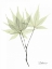 Picture of JAPANESE MAPLE IN PALE GREEN