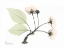 Picture of WILD CHERRY