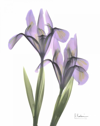 Picture of PURPLE IRIS