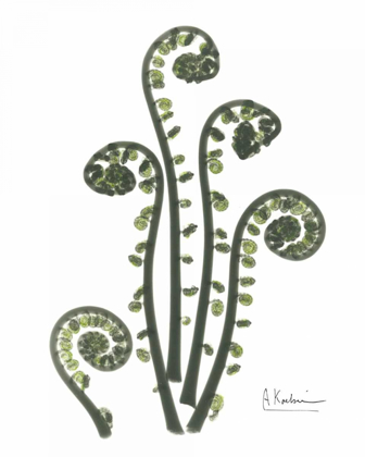 Picture of FIDDLE FERN IN GREEN