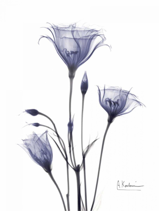 Picture of GENTIAN IN PURPLE