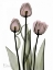 Picture of EARLY TULIPS IN PINK