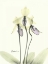 Picture of LOVELY ORCHIDS 2