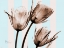 Picture of TULIPS BROWN ON BLUE