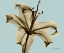 Picture of SINGLE LILY BROWN ON BLUE