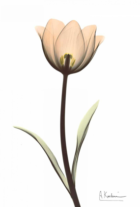 Picture of TULIP IN FULL COLOR