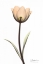 Picture of TULIP IN FULL COLOR