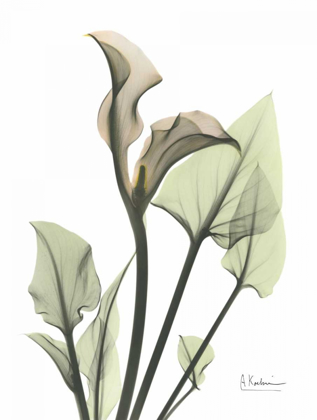 Picture of CALLA LILY IN GREEN