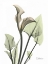 Picture of CALLA LILY IN GREEN