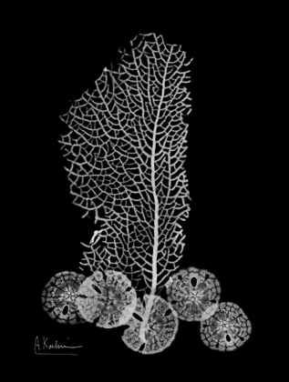 Picture of SEA FAN AND SAND DOLLAR  ON BLACK