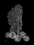 Picture of SEA FAN AND SAND DOLLAR  ON BLACK