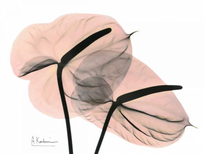 Picture of PINK ANTHURIUM