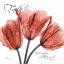 Picture of ROYAL RED TULIP -FAITH