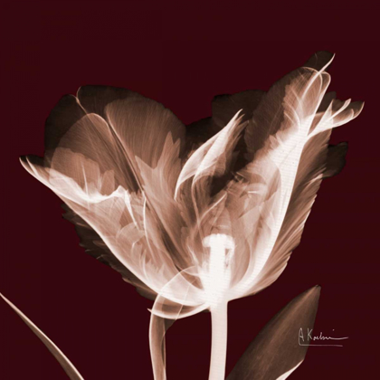 Picture of TABITHA TULIP SINGLE