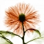 Picture of CHRYSANTHEMUM