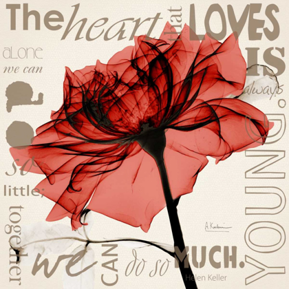 Picture of RED ROSE LOVE
