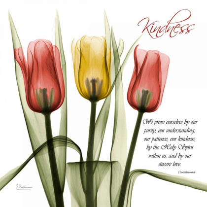 Picture of TULIPSKINDNESS