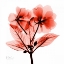 Picture of REDIMPATIENS