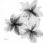Picture of STARBURST