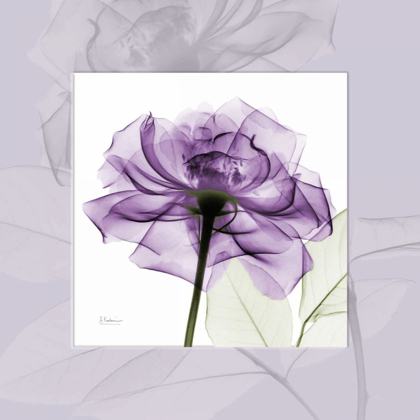 Picture of PURPLEROSE