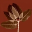 Picture of HARVEST LEAVES 1A