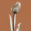 Picture of SQUASH TULIP