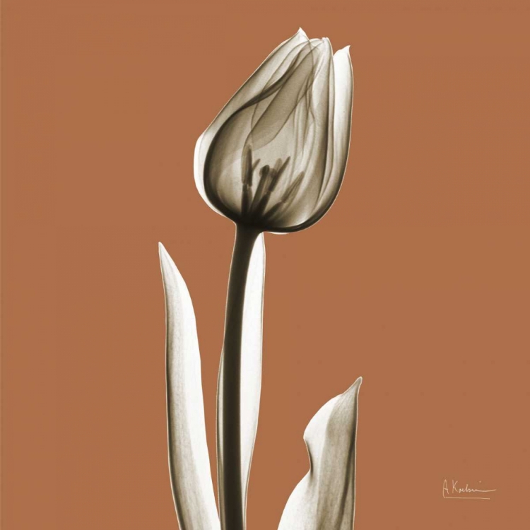 Picture of SQUASH TULIP