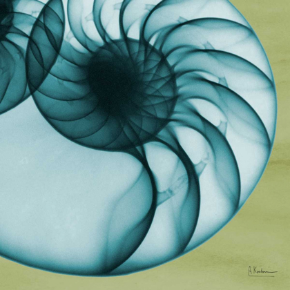 Picture of NEON NAUTILUS