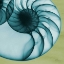 Picture of NEON NAUTILUS