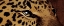 Picture of LEOPARD EYES
