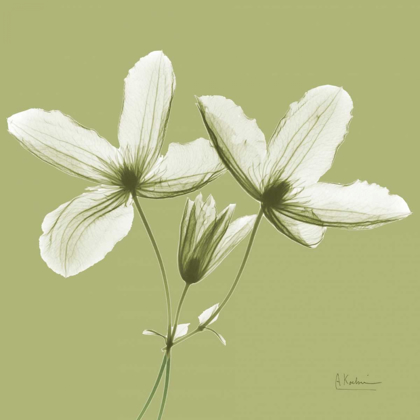 Picture of TWIN BUDS ON PALE GREEN