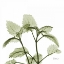 Picture of GREEN LEAVES IN BLOOM