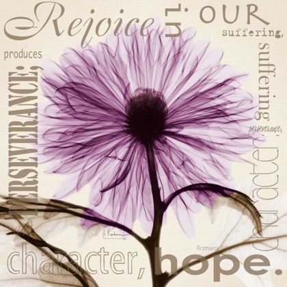 Picture of REJOICE - VIOLET CHRYSANTHEMUM