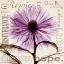 Picture of REJOICE - VIOLET CHRYSANTHEMUM