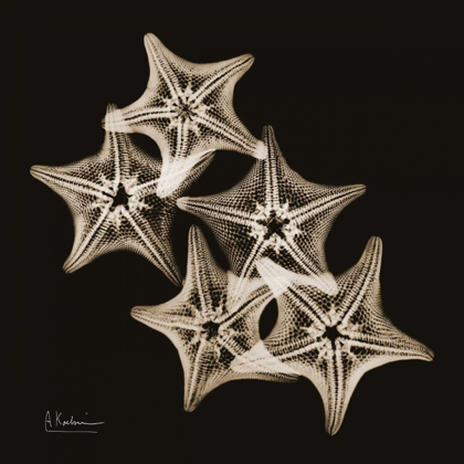 Picture of STARFISH_SEPIA